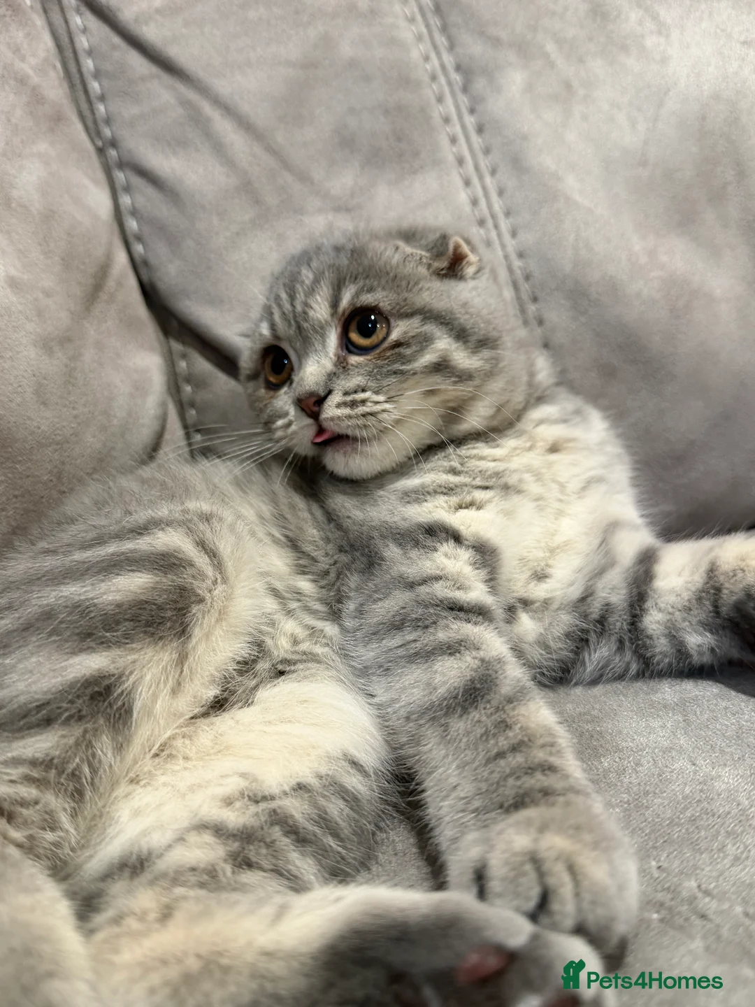 Scottish Fold cats for sale: Scottish fold 4months old  - Advert 7