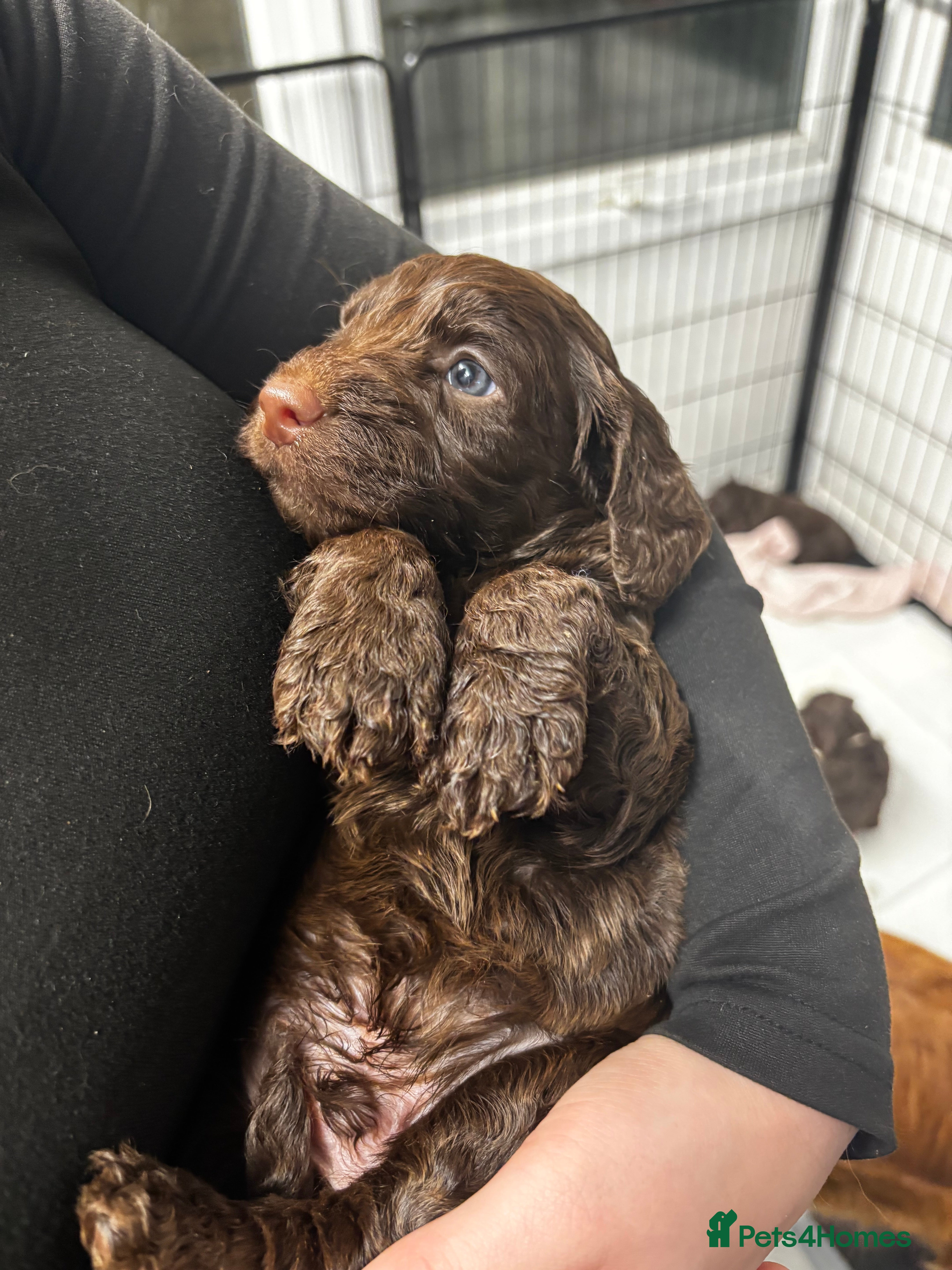 Cockapoo dogs Cockapoos - Advert 6