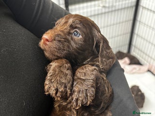 Cockapoo dogs Cockapoos - Advert 13