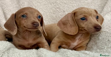 Miniature Dachshund dogs - Advert 7