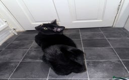 Mixed Breed cats for adoption: FREE rescue cats  looking for a new home  - Image 10
