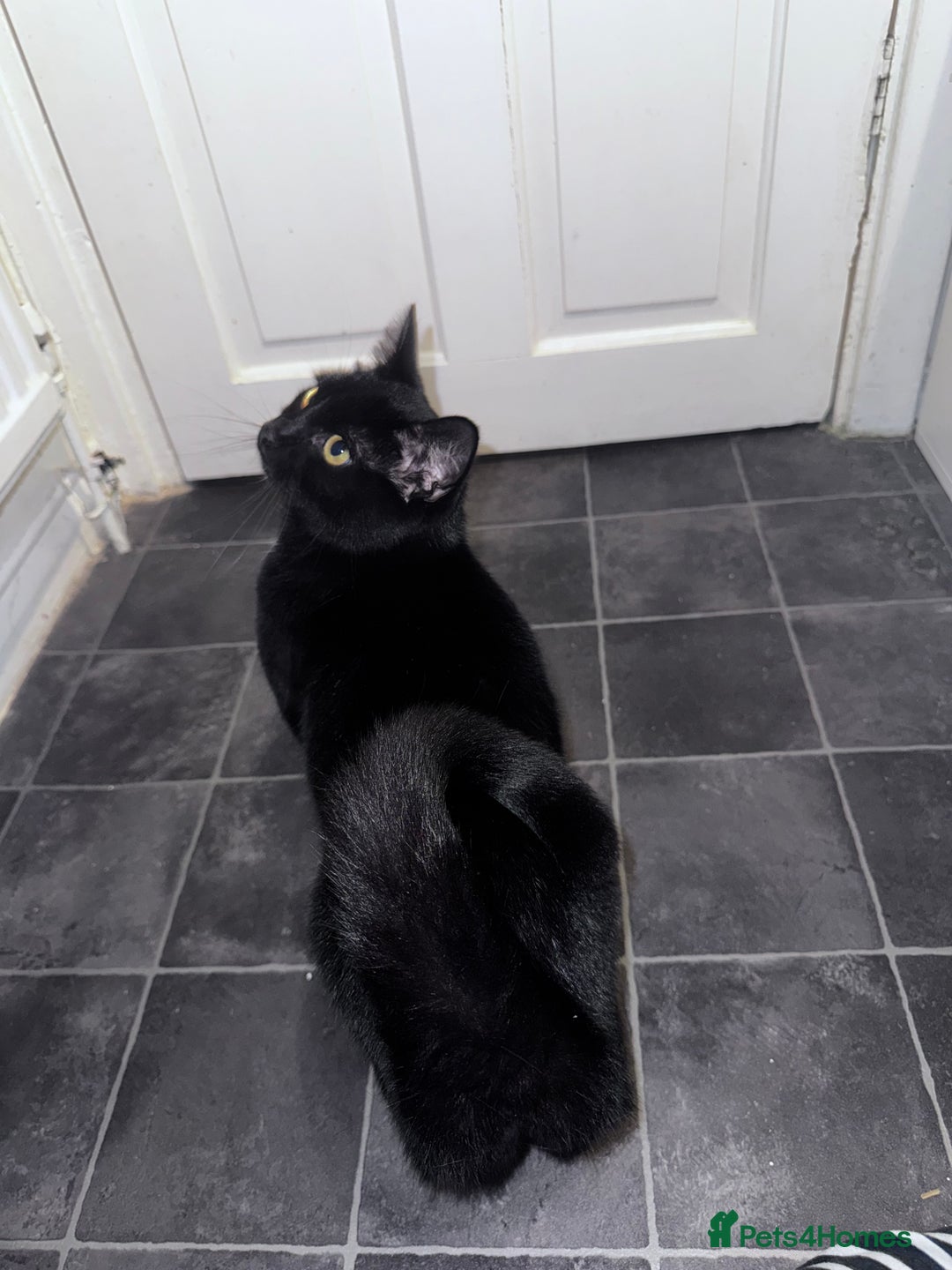 Mixed Breed cats for adoption: FREE rescue cats  looking for a new home  - Image 10