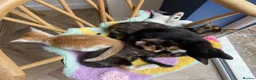 Mixed Breed cats for sale: Stunning cuddly kittens for forever homes - Advert 11