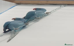 Ringnecks birds for sale: Indian Ringneck Ring neck parakeets  - Image 3