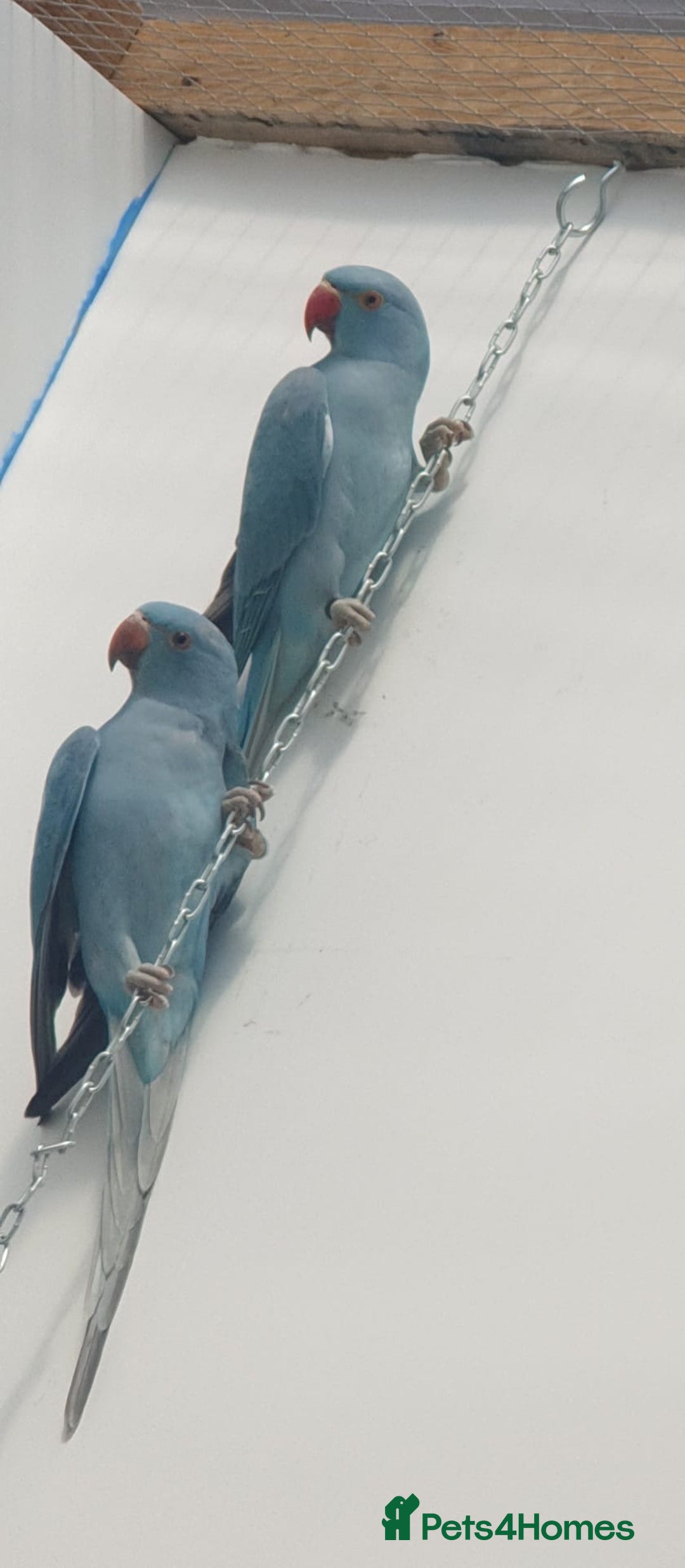 Ringnecks birds for sale: Indian Ringneck Ring neck parakeets  - Image 3