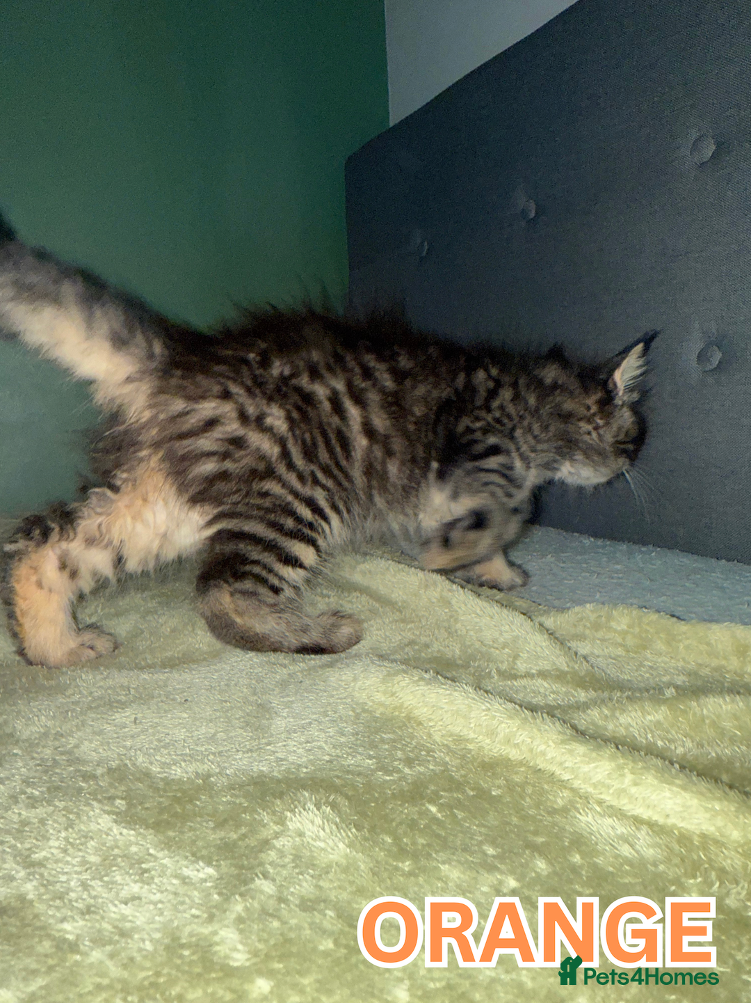 Maine Coon cats for sale: Maine Coon Cross Kittens Ready for Homes! - Advert 13