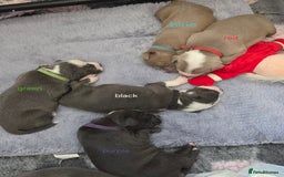 Mixed Breed dogs for sale: Old english bulldross cross american bulldog 😍❤️  - Advert 24