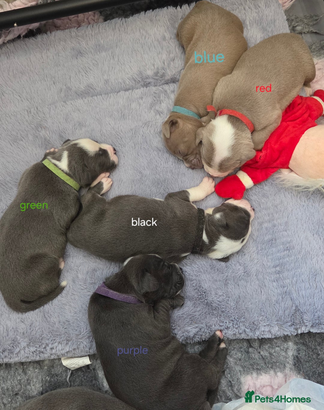 Mixed Breed dogs for sale: Old english bulldross cross american bulldog 😍❤️  - Advert 24