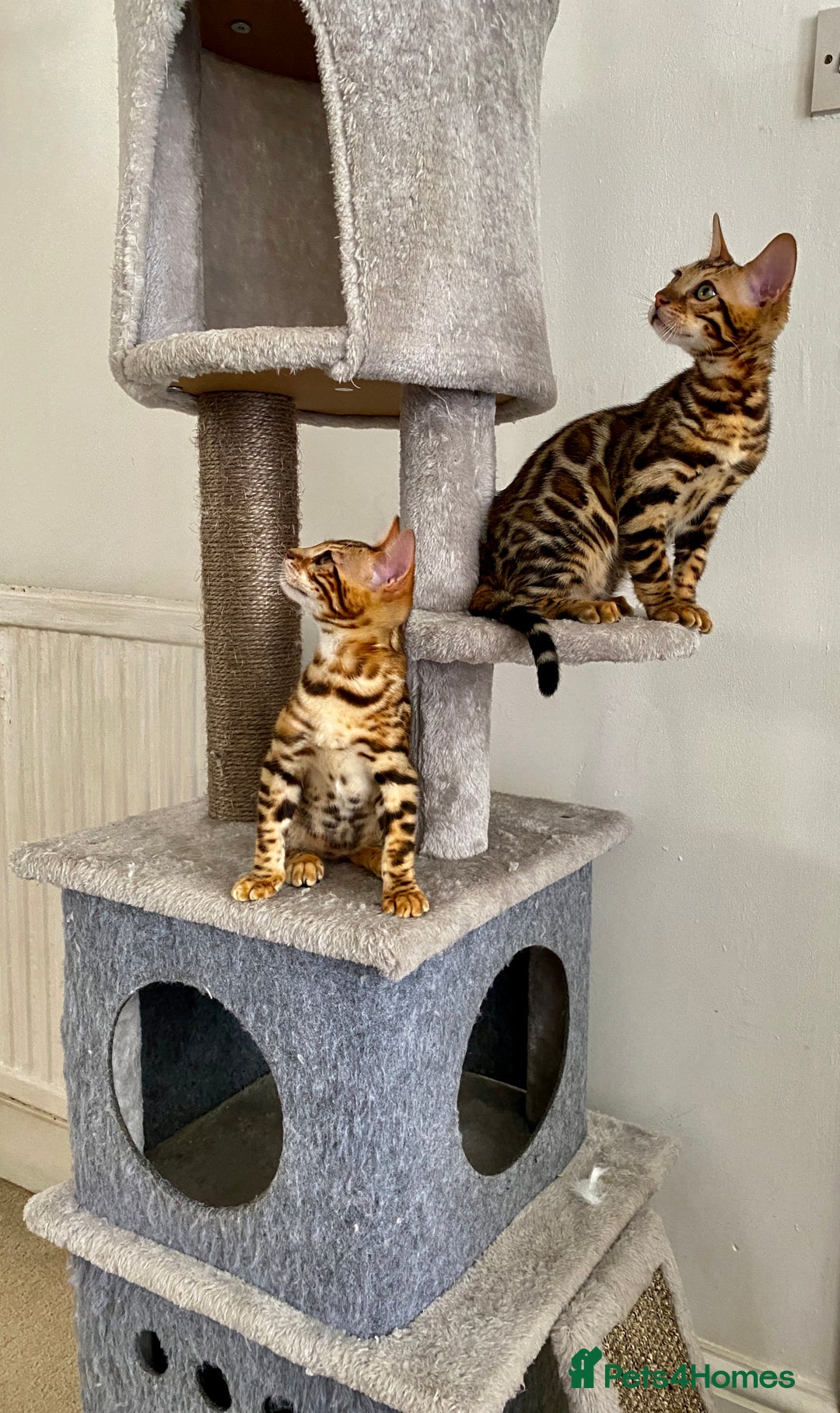 Bengal cats for sale: TICA register.ONLY 2 BOYS 🙀😺LEFT !!! in Northampton - Image 30