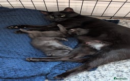 Mixed Breed cats for sale: 2 kittens  - Image 5