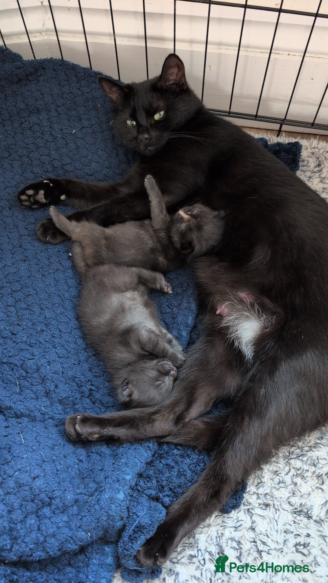 Mixed Breed cats for sale: 2 kittens  - Image 5