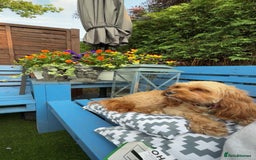 Cavapoo dogs for sale: Adorable Cavapoo Puppies -Ready 23rd -December! - Advert 3