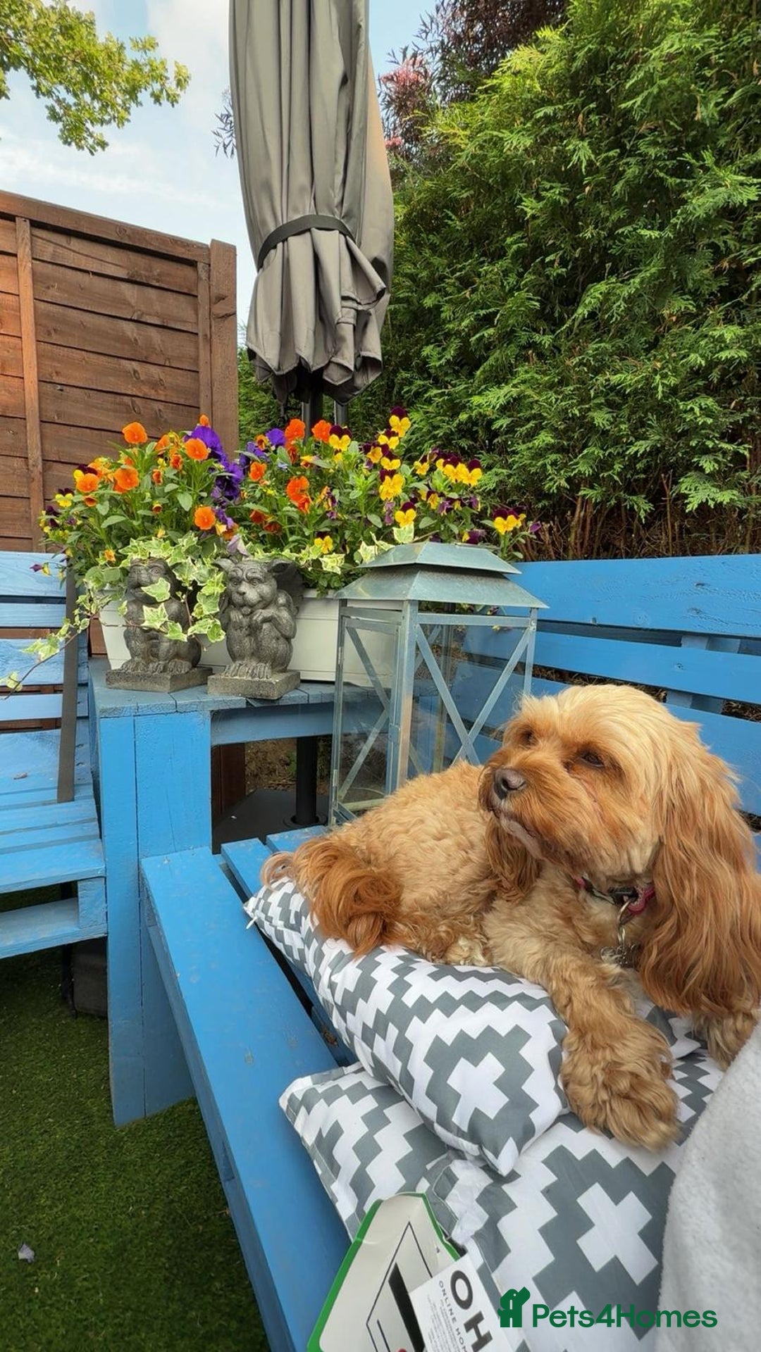 Cavapoo dogs for sale: Adorable Cavapoo Puppies -Ready 23rd -December! - Advert 3