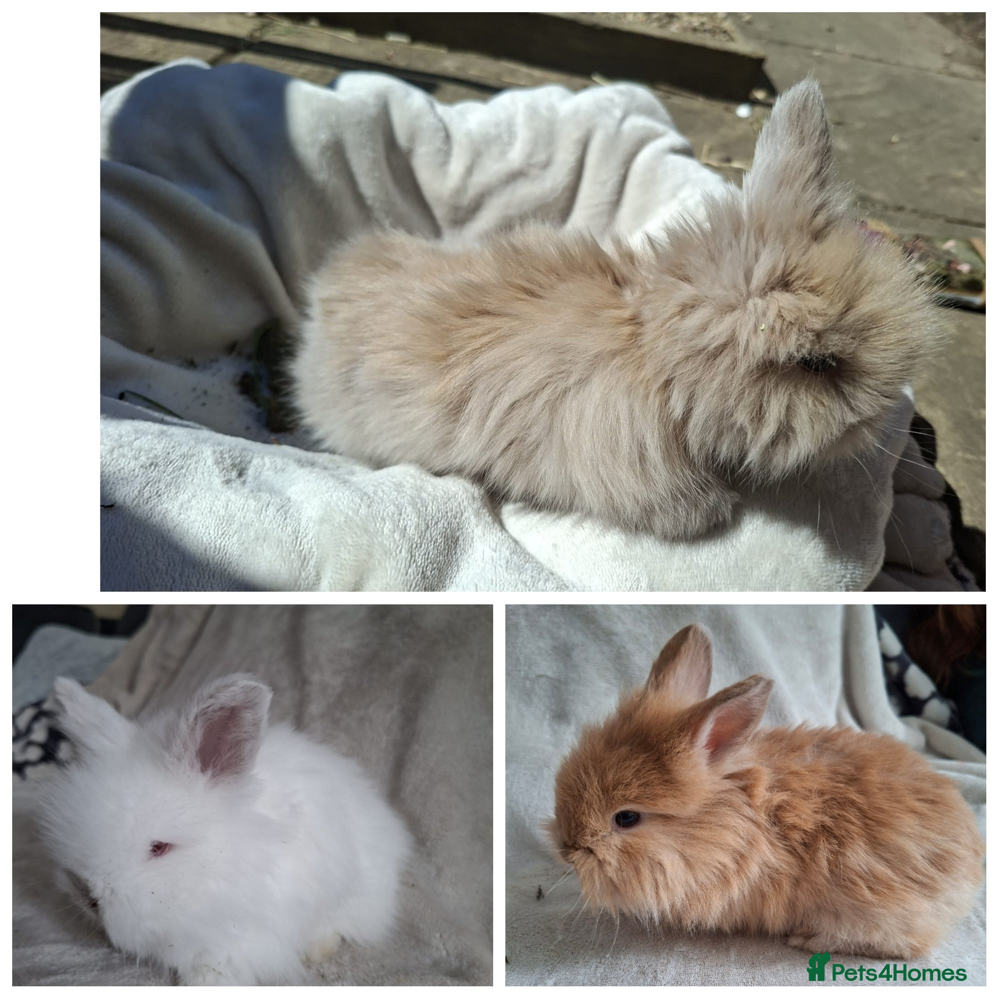 Angora rabbits Angora x Double Mained Lionhead babies   - Advert 8