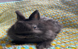 Netherland Dwarf rabbits for sale: Vaccinated Netherland Dwarf Rabbits - Image 9
