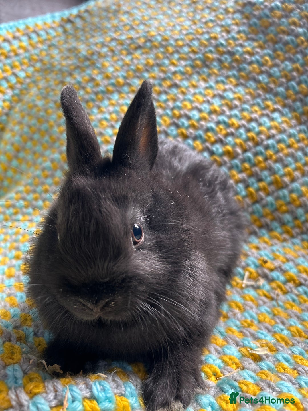 Netherland Dwarf rabbits for sale: Vaccinated Netherland Dwarf Rabbits - Image 9