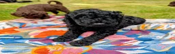 Standard Poodle dogs for sale: Exceptional RKC Registered Standard Poodle Puppies - Advert 2