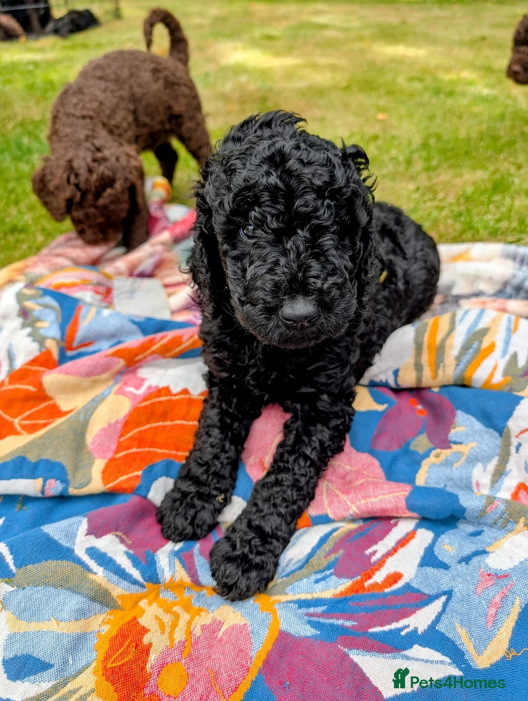 Standard Poodle dogs for sale: Exceptional RKC Registered Standard Poodle Puppies - Advert 2