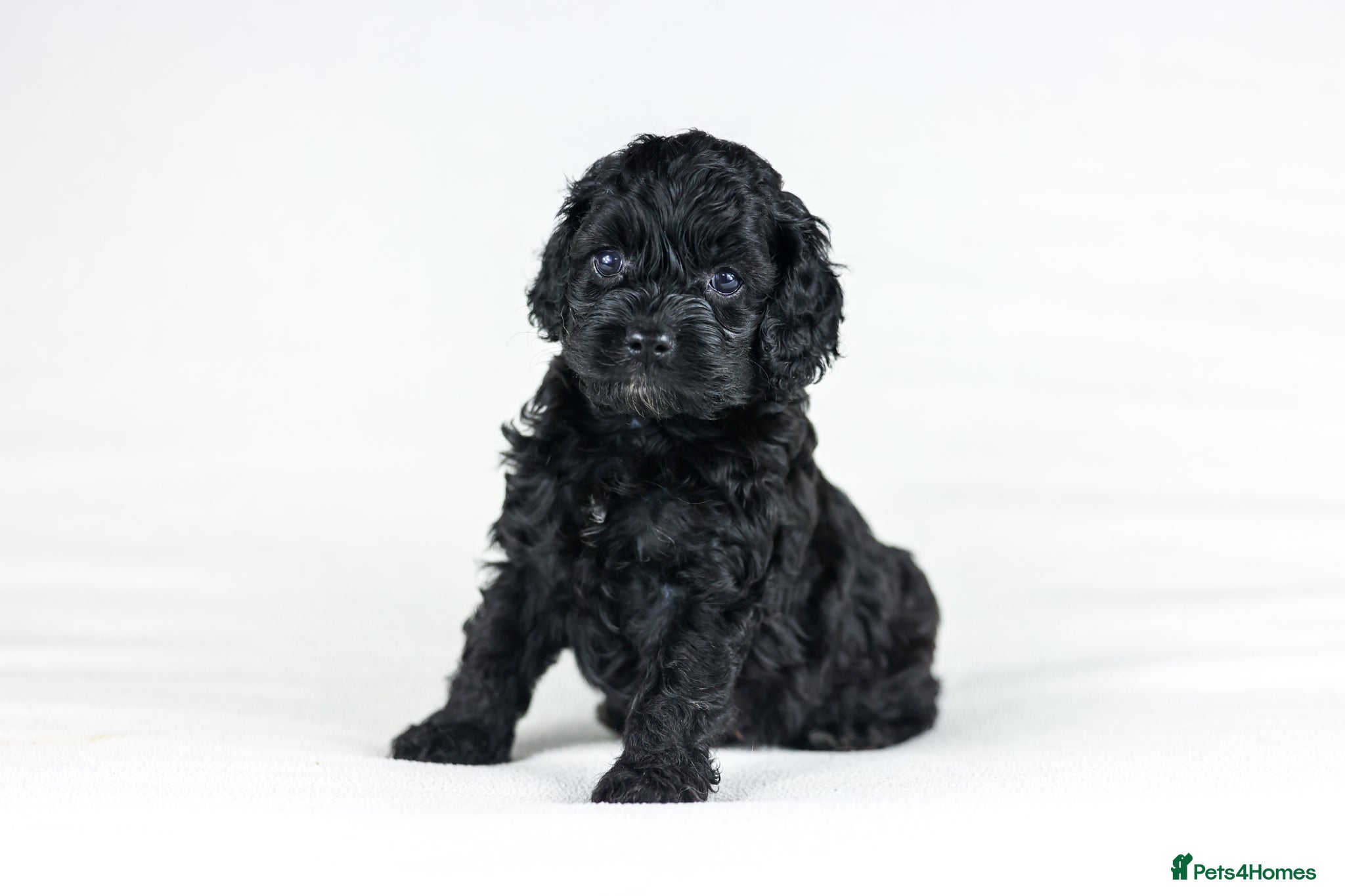 Cavapoo dogs Cavapoo boys and girls  - Advert 18