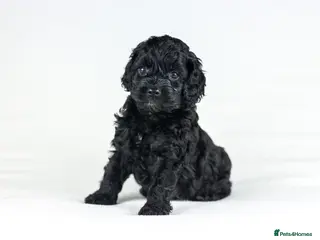 Cavapoo dogs Cavapoo boys and girls - Advert 6