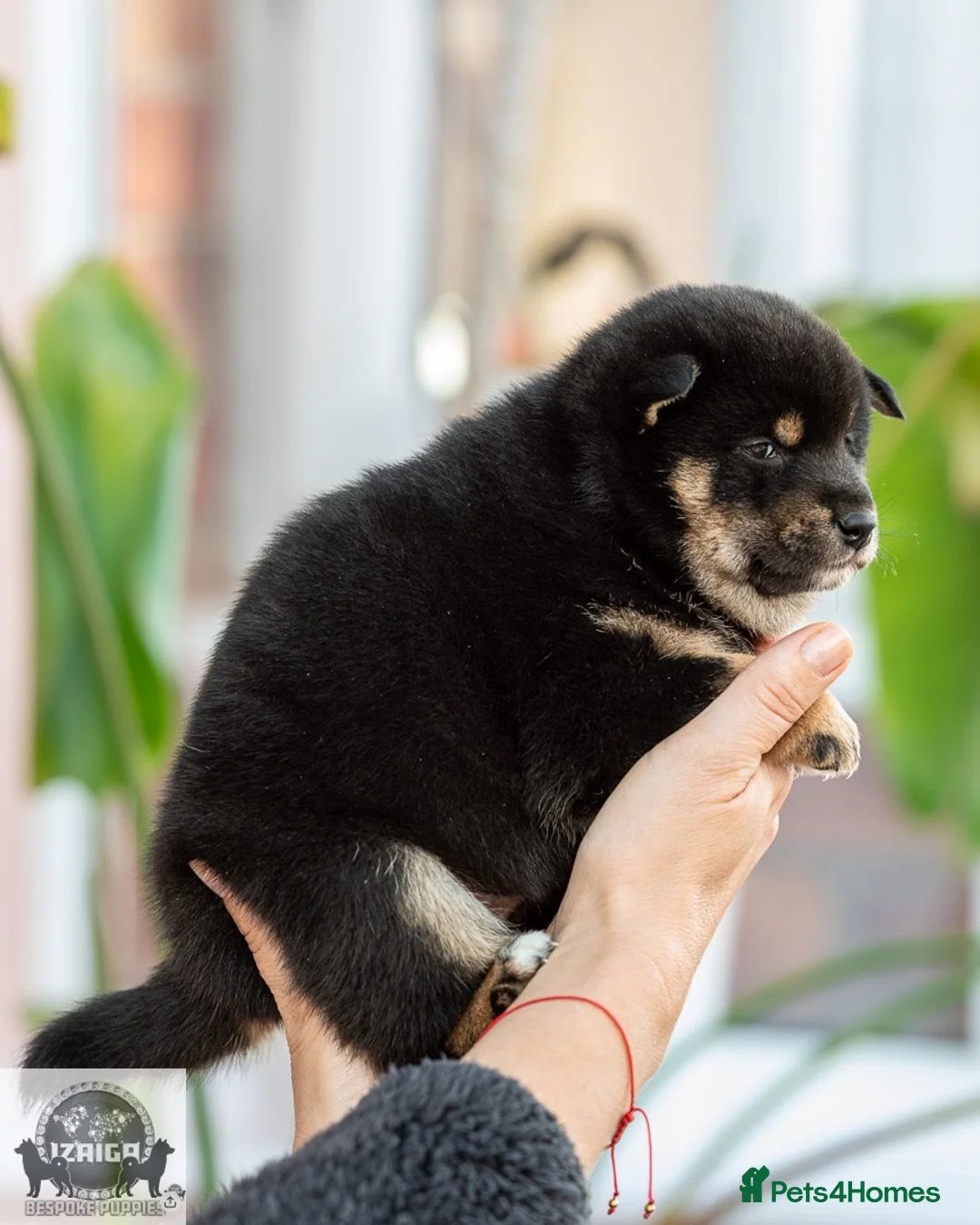 Japanese Shiba Inu dogs for sale:  🌸 Shiba Inu 3rd Gen Japanese Lines Crufts Placed - Advert 20