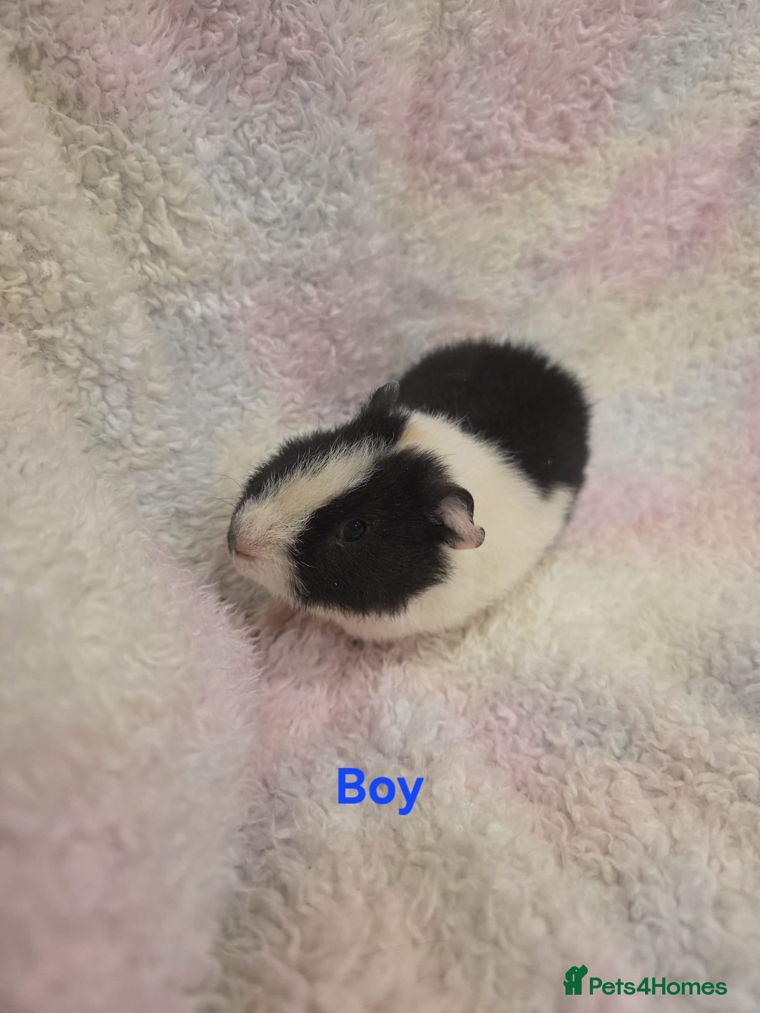 Guinea Pig rodents Boy Baby Guinea Pigs for Sale 🐹 - Advert 3