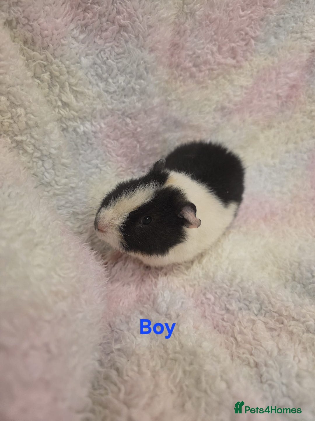 Guinea Pig rodents for sale: Baby Guinea Pigs for Sale 🐹 - Advert 4