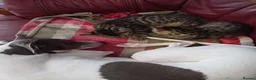 Bengal cats for sale: 4x Girls & 4x Boys – Stunning Bengal cross Kittens - Advert 7