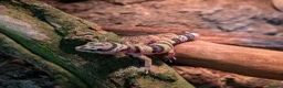 Chameleon reptiles for sale: Chameleon, Leopard Gecko and African Fat Tail - Advert 3