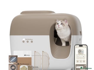 Domestic Shorthair cats - Advert 26