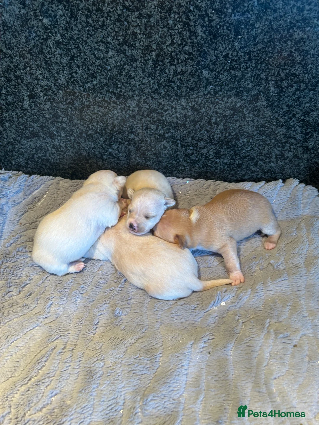 Chihuahua dogs for sale: Four beautiful chihuahua puppies  - Advert 5