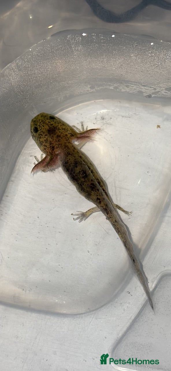 Axolotl reptiles Baby aXolotls - Advert 8