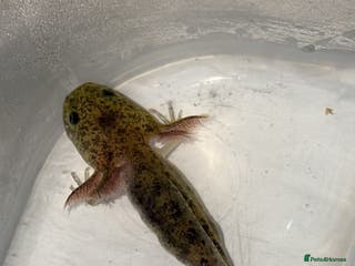 Axolotl reptiles Baby aXolotls - Advert 8