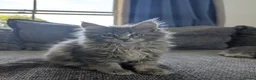 Maine Coon cats for sale: TICA Registered Maine Coon Kittens  - Advert 18