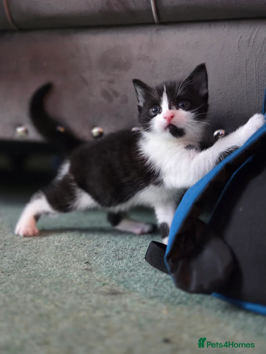 Mixed Breed cats for sale: 2 kittens - Advert 2