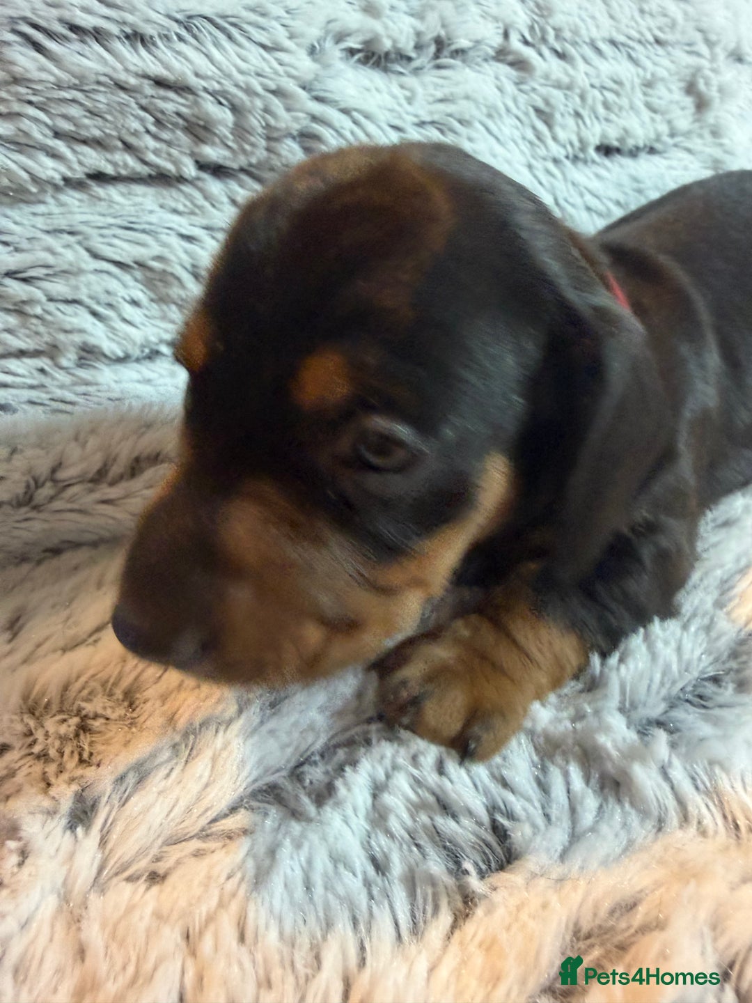 Dachshund dogs for sale: 6 Absolutely stunning dachshund  puppies for sale - Advert 10