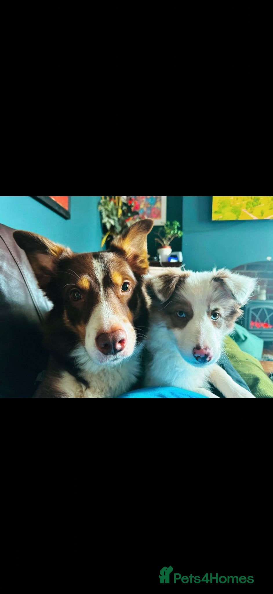 Border Collie dogs Red & white tri Merle border collie puppies puppy - Advert 2