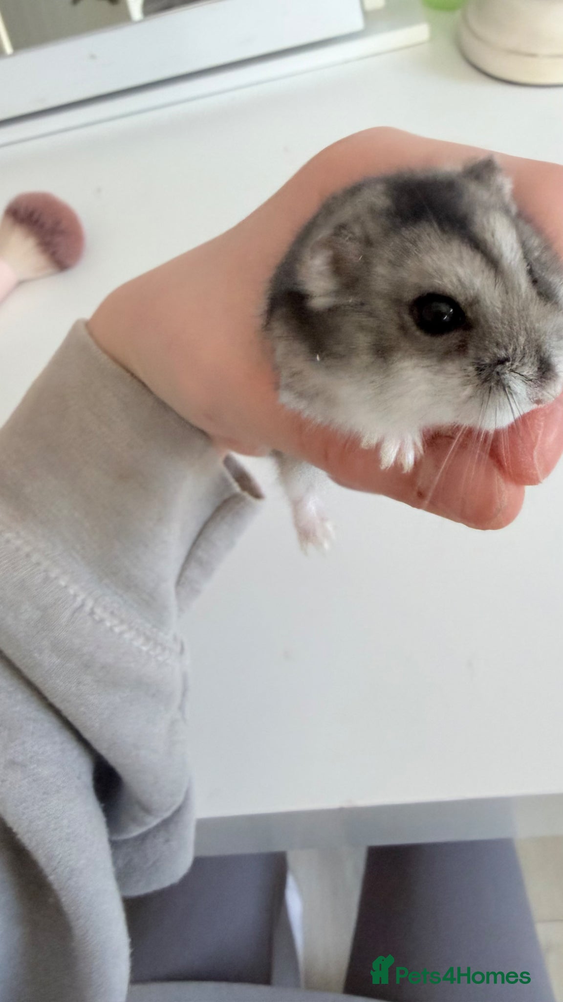 Hamster rodents male hamster. cage and accessories  - Advert 1