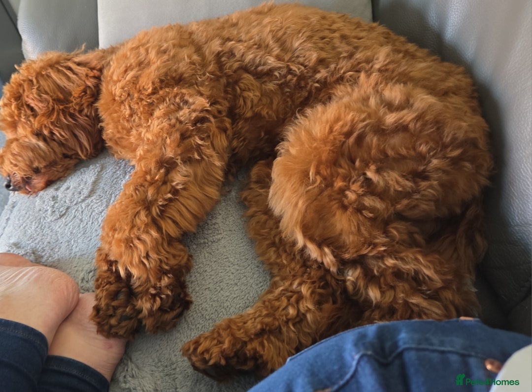Cockapoo dogs for sale: Fox Red F1b Cockapoo Male - Image 4