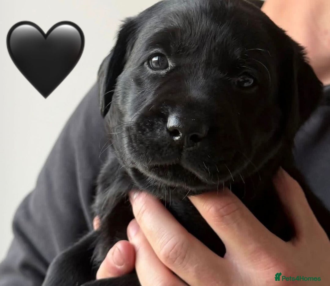 Labrador Retriever dogs for sale: Labrador Puppies  - Advert 7