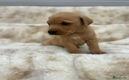 Labrador Retriever dogs for sale: 8 Kennel club reg  health tested chunky Labradors  - Image 13