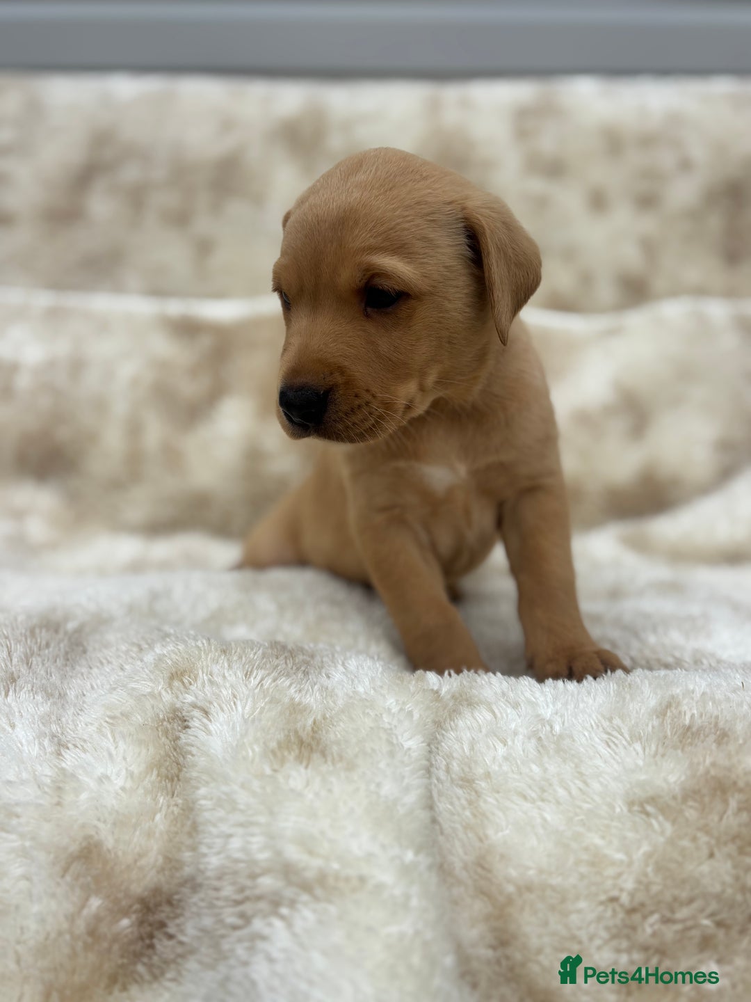 Labrador Retriever dogs for sale: 8 Kennel club reg  health tested chunky Labradors  - Image 13