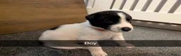Mixed Breed dogs for sale: Puppies  - Advert 9