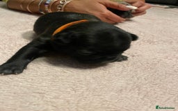 French Bulldog dogs for sale: 7 beautiful male French bull dog pups - Image 18