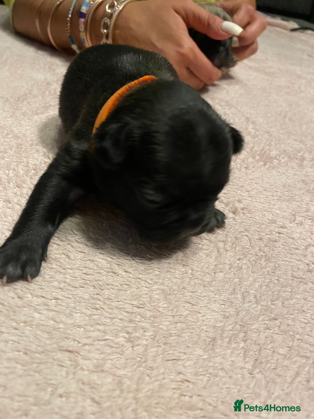 French Bulldog dogs for sale: 7 beautiful male French bull dog pups - Image 18