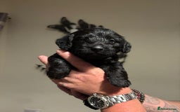 Doxiepoo dogs for sale: Doxiepoo f1 - Image 12