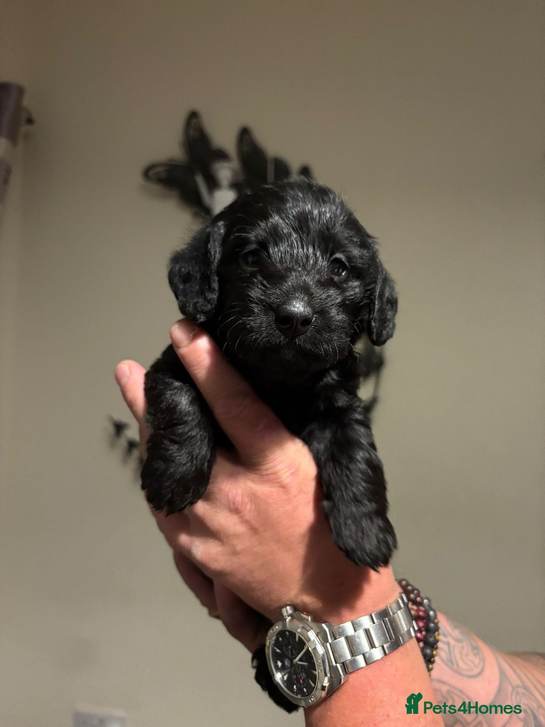 Doxiepoo dogs for sale: Doxiepoo f1 - Image 12