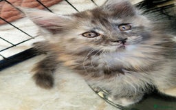 Maine Coon cats for sale: Stunning Maine Coon kittens - Image 8