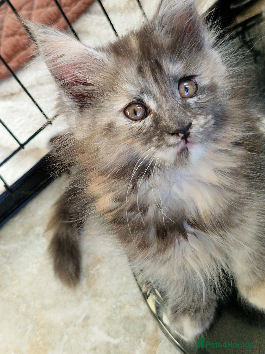 Maine Coon cats for sale: Stunning Maine Coon kittens - Image 8