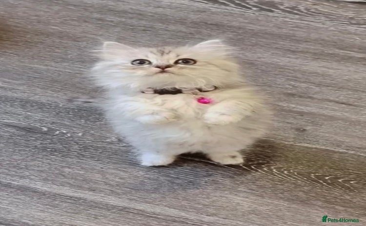 Persian cats - Advert 1